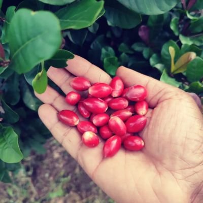 Fruit du miracle –